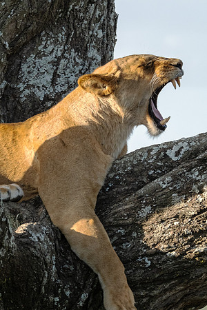 Yawn