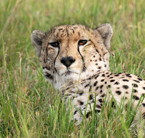 Cheetah Chilling