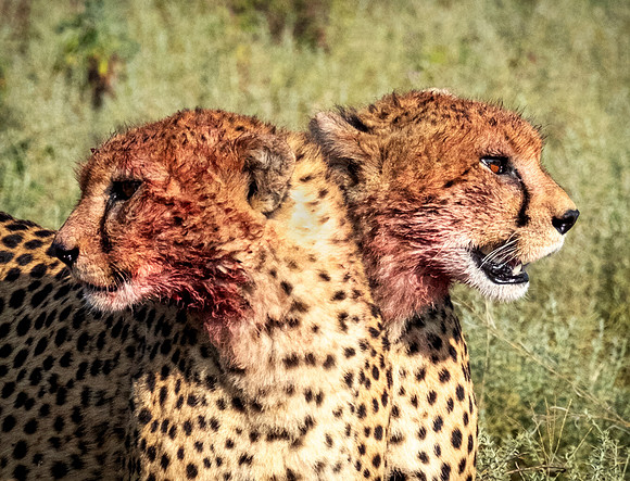 Brother Cheetahs