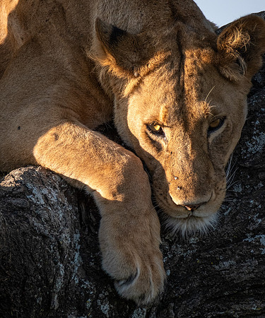 Watching the Photographer