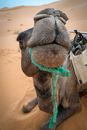 Smootch