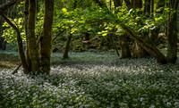 Blooms and Sunbeams