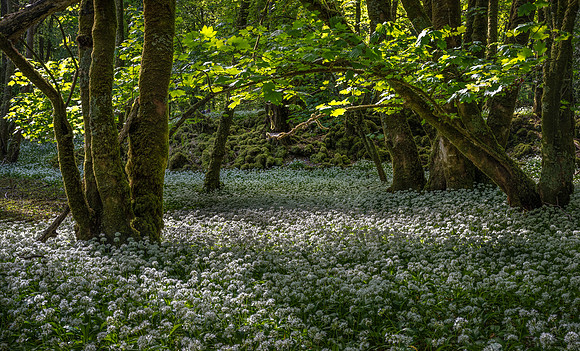 Blooms and Sunbeams