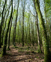 Enchanted Forest