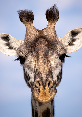 Such a beautiful face...