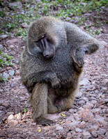 Baboon, Arusha Ntl. Park