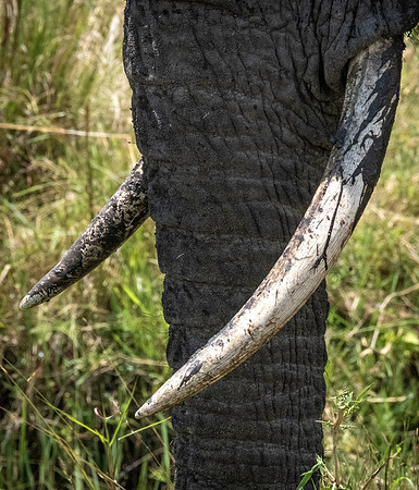 Tusks