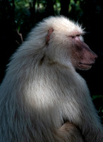 Albino baboon, Arusha National Park