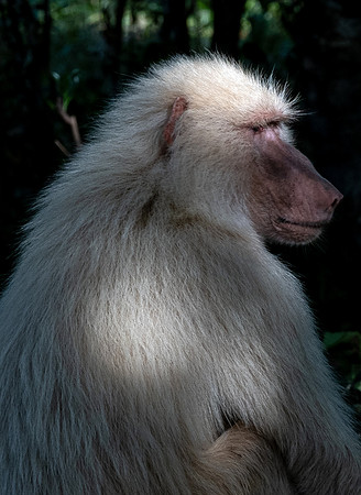 Albino baboon, Arusha National Park