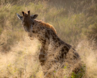 Golden Giraffe