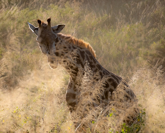 Golden Giraffe