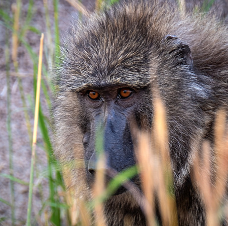 Baboon Eyes