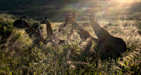 Giraffe Herd