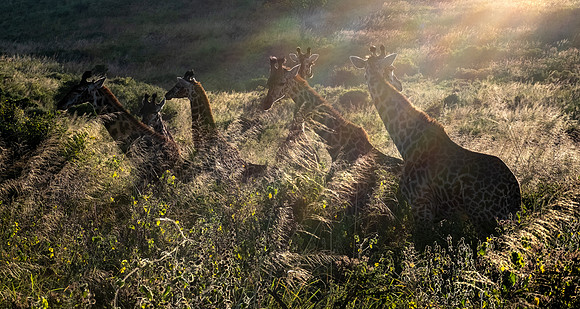 Giraffe Herd
