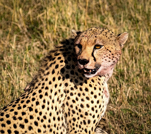 Bloody Smile