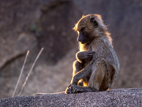 Baboon Mudra
