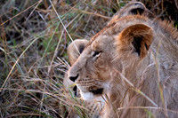 Young Male Lion