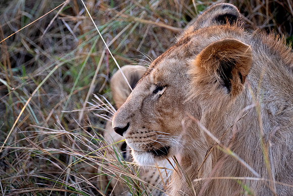 Young Male Lion