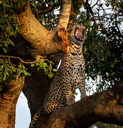 Big Yawn