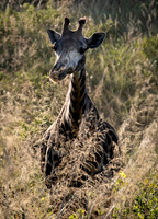 Shining Giraffe