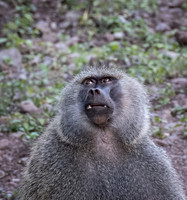 Baboon, Arusha National Park