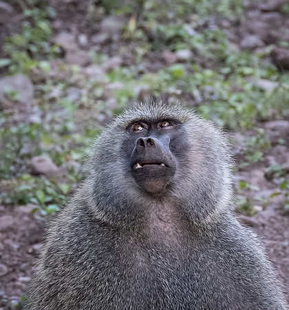 Baboon, Arusha National Park