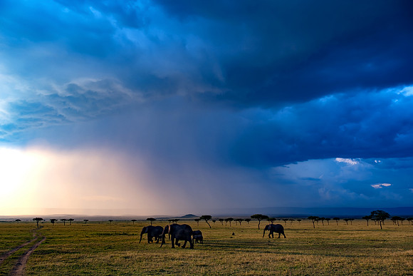 Serengeti Sunset