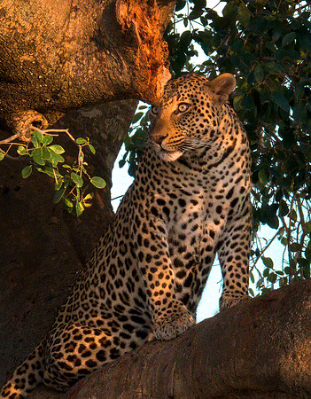 Watchful