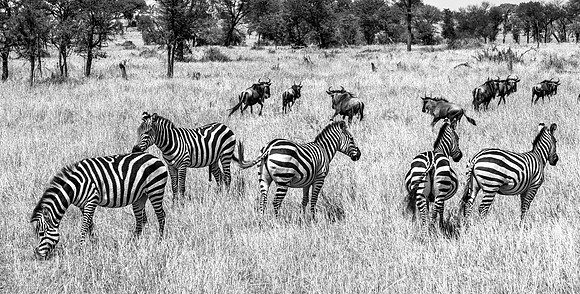 Zebra Stripes
