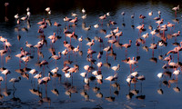Flamingos, Arusha National Park, Tanzania