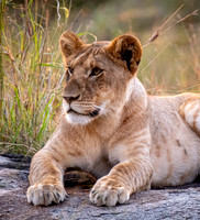Young Lioness