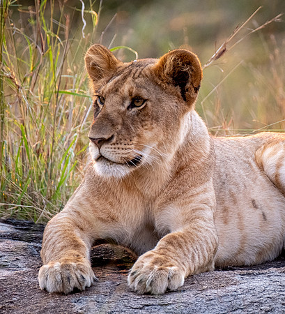 Young Lioness