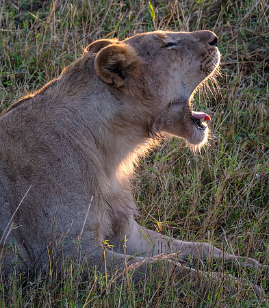 Bloody Yawn