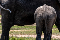 Baby Butt
