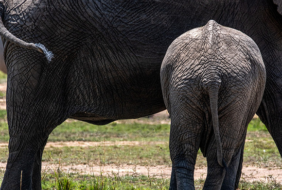 Baby Butt