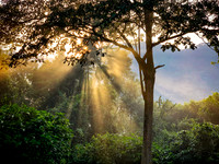 Jungle Dawn