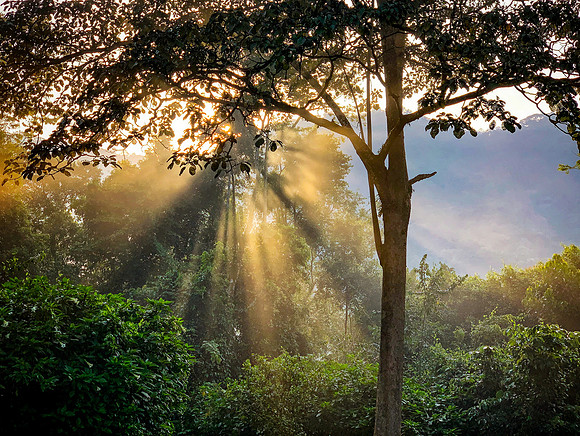 Jungle Dawn