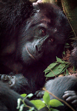 Motherhood