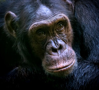Deep Thinker