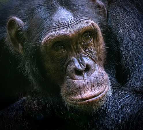 Deep Thinker