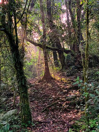 Jungle Morning Light