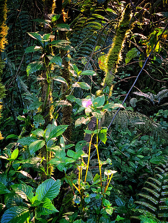 Brilliant Foliage