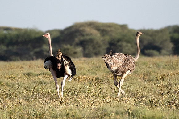 Ostrich Couple Dance
