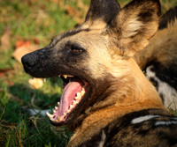 Yawn, Painted Dog