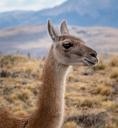 Guanaco in portrait