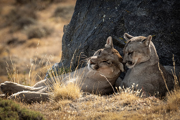 Mother love