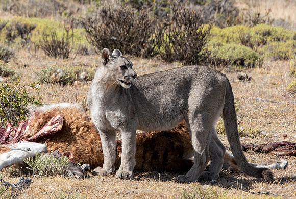 Kitten on the kill, a Guanaco