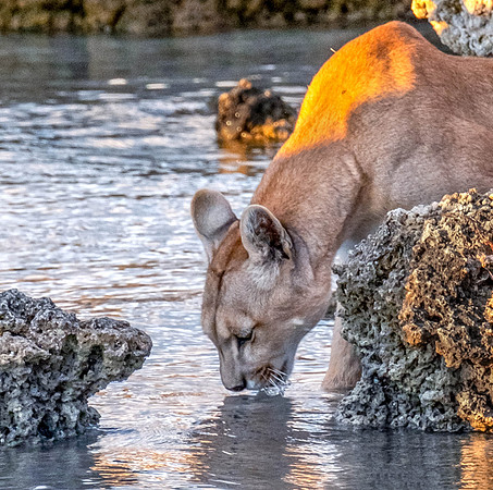 Taking a drink