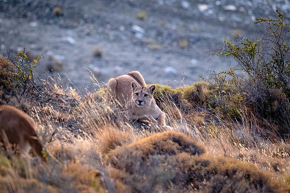 Sol's as yet unnamed cub waiting for Mom