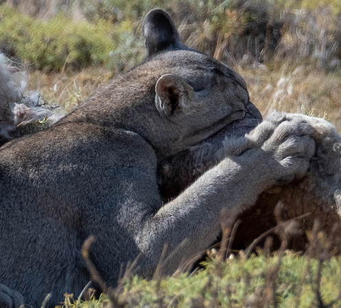 Digging in
